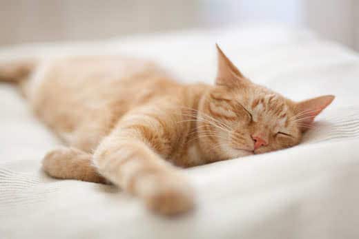 ginger-tomcat-sleeping-SW Ginger tomcat sleeping on white pillow-SW