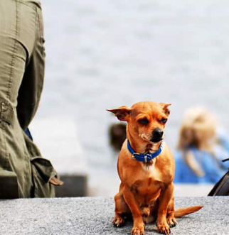chihuahua between two people facing other way