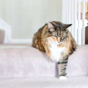 Gray cat looking up in front of litterbox